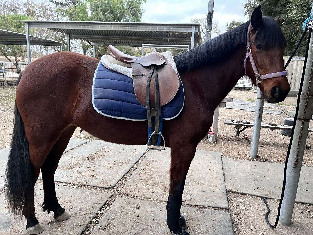 2 Year Old Filly