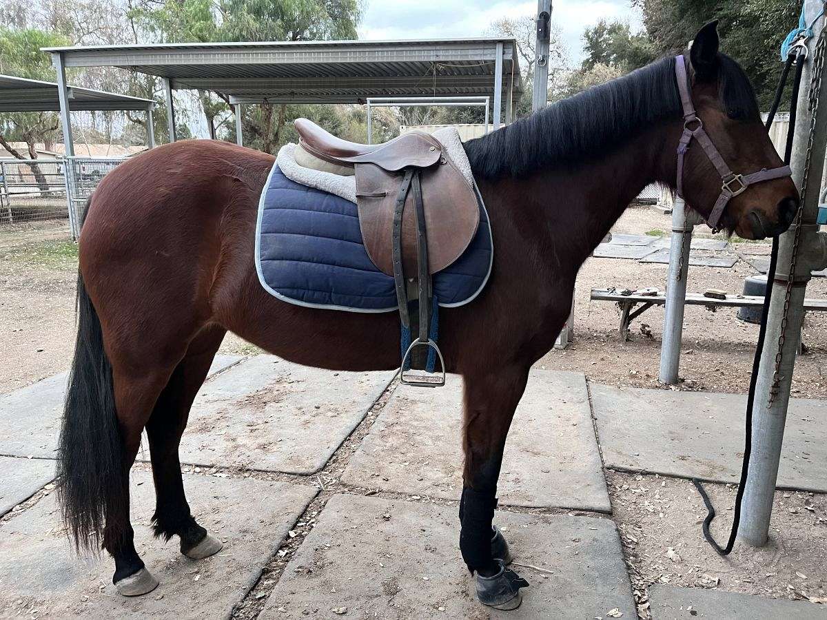 2 Year Old Filly