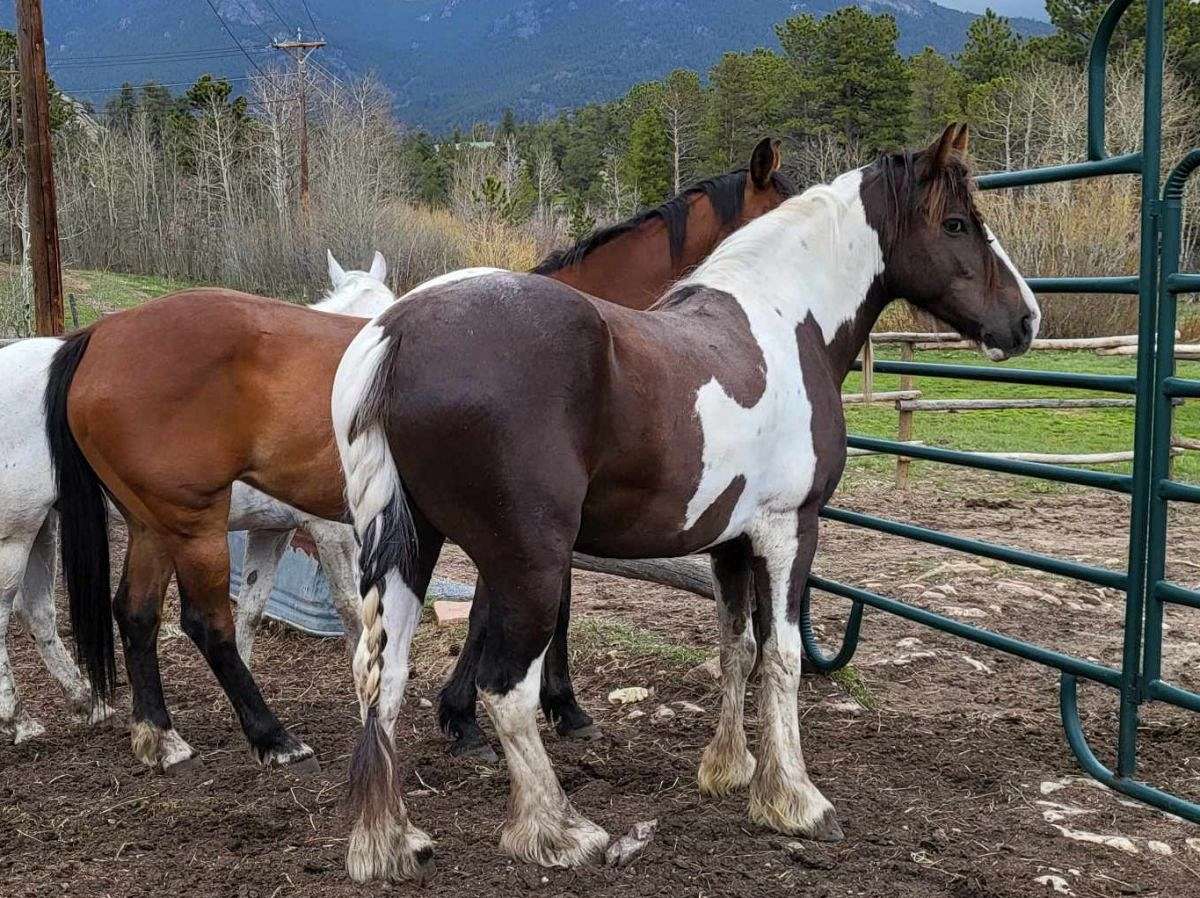 6 Year Old Broke Grade Gypsy Gelding - Dark Brown Tobiano