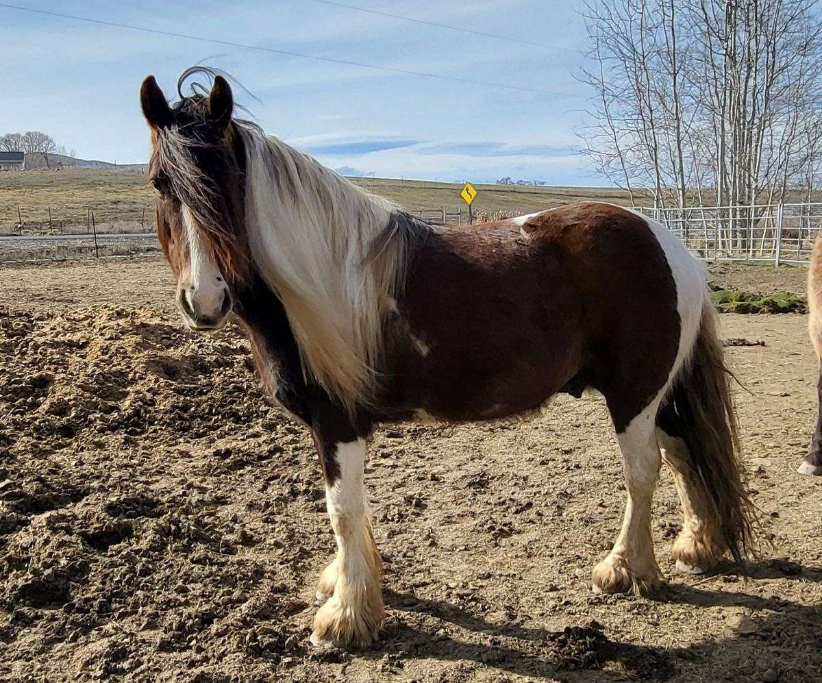 6 Year Old Broke Grade Gypsy Gelding - Dark Brown Tobiano