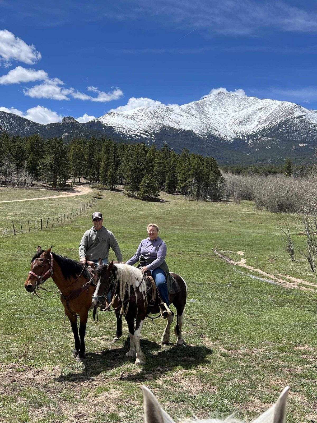 6 Year Old Broke Grade Gypsy Gelding - Dark Brown Tobiano