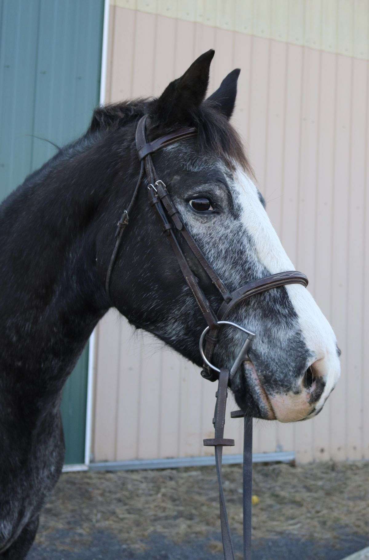 Quiet Appaloosa Gelding