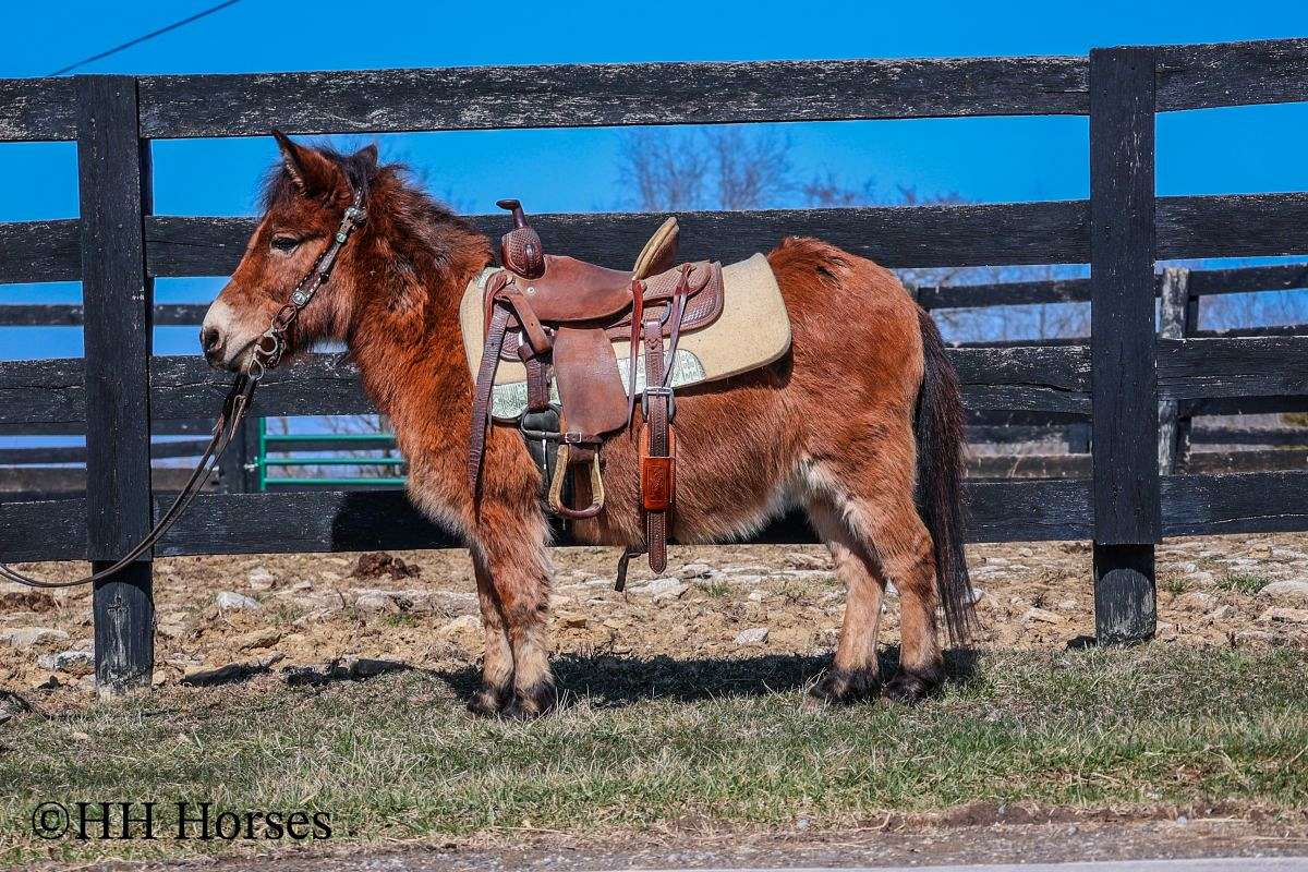 Real Quiet, Safe, and Gentle Bay Pony Mule, Youth Ridden, Trail Rides