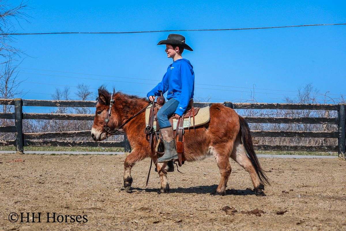 Real Quiet, Safe, and Gentle Bay Pony Mule, Youth Ridden, Trail Rides