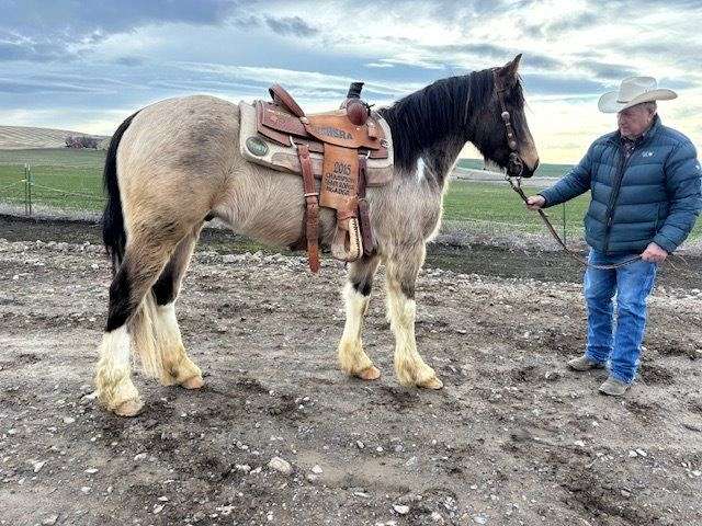 Historys Hancock – 2022 Igea Buckskin Pinto Gelding.