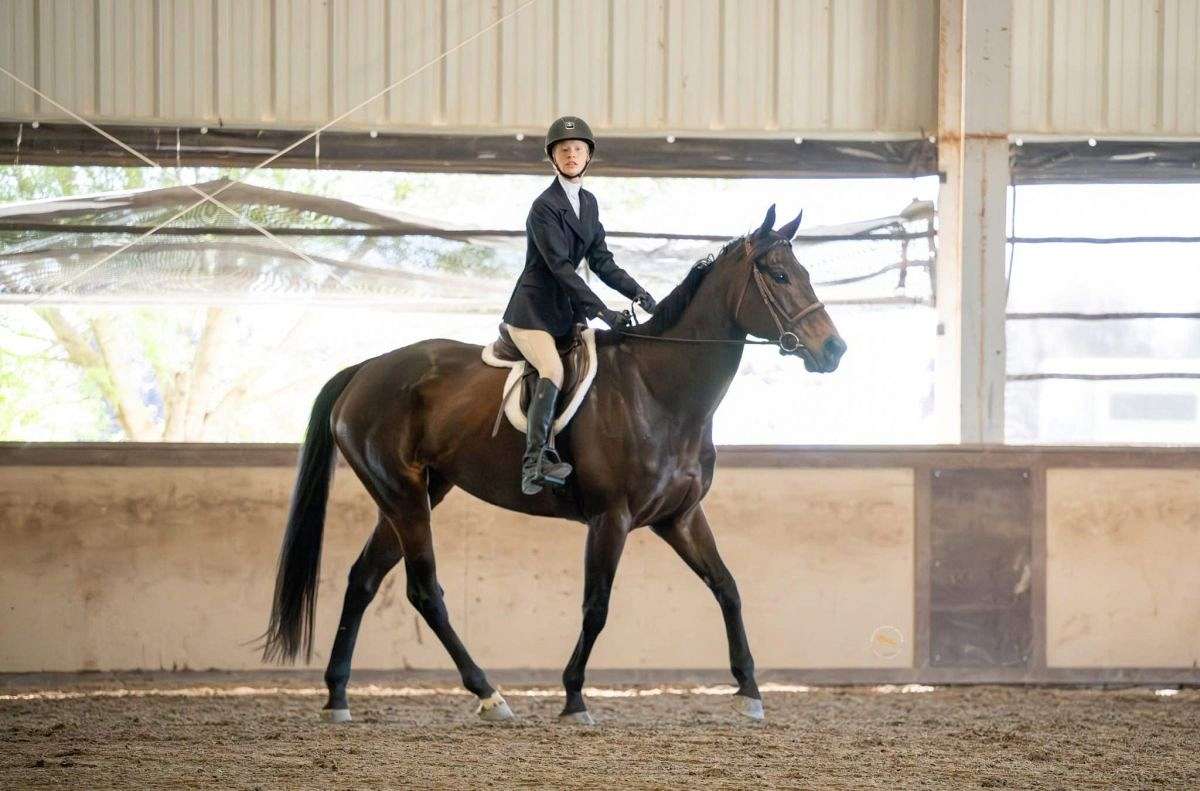 Hunter/Jumper/Dressage