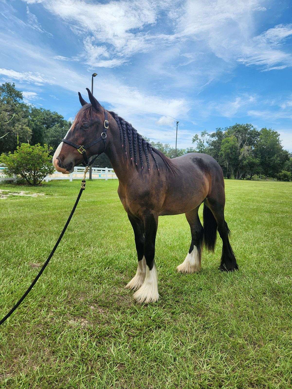 Yearling Gypsy for Sale
