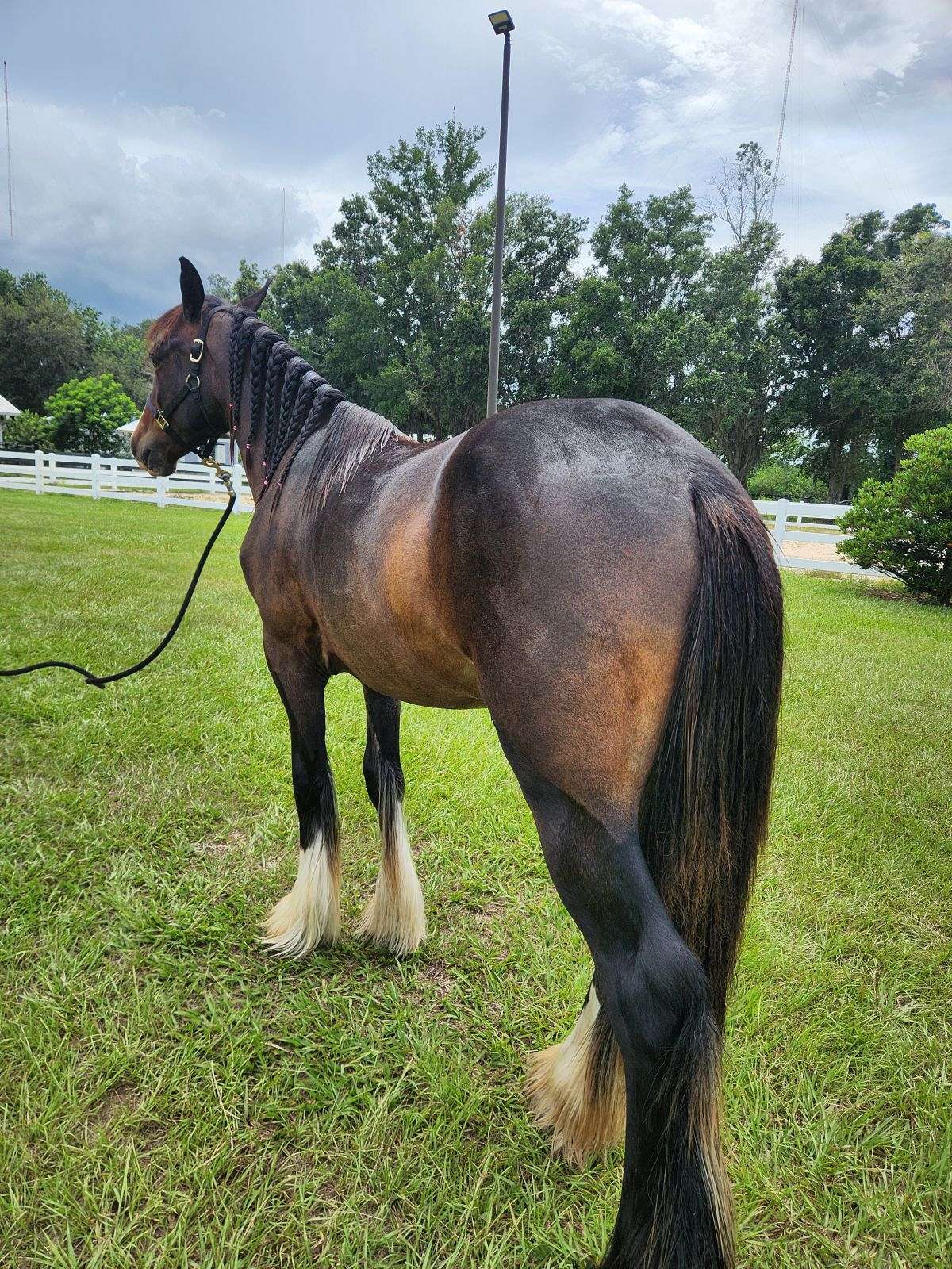 Yearling Gypsy for Sale