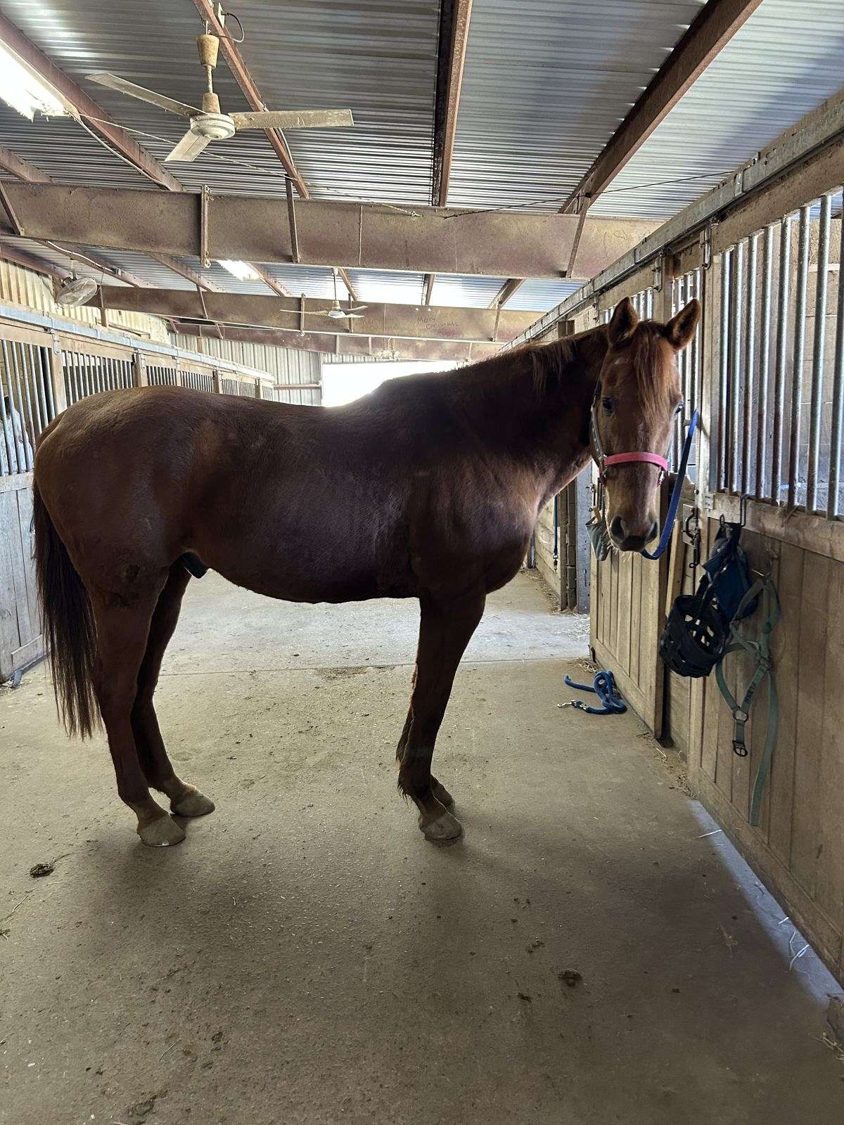 Lesson Horse for Sale!