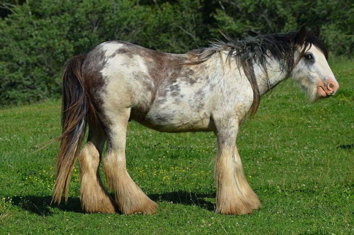 Unbelievable Gypsy Vanner Gelding