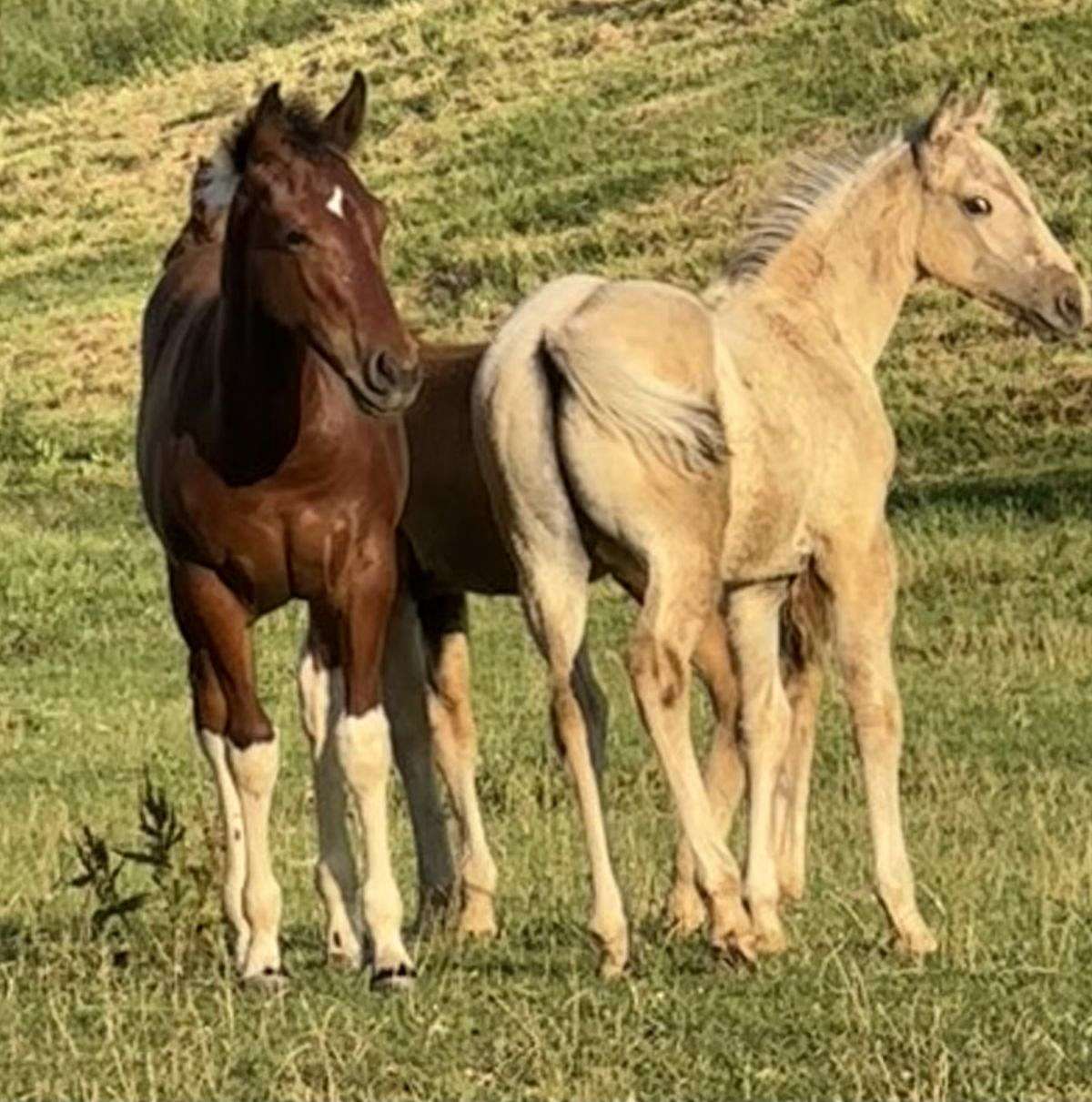 Fancy Dunskin Colt With Excellent Bloodlines!