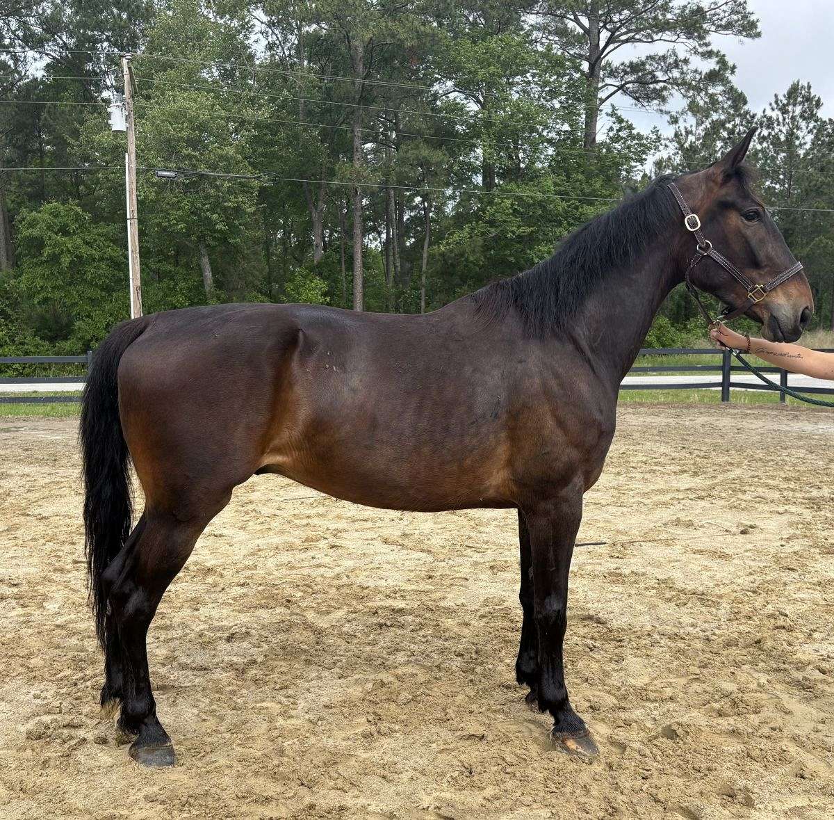 Bay Dutch Cross