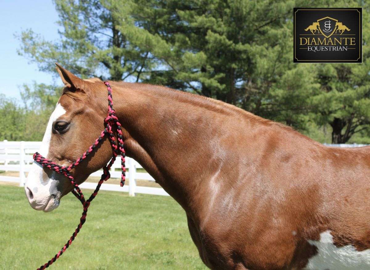 A True Unicorn APHA/AQHA Sorrel Paint Gelding