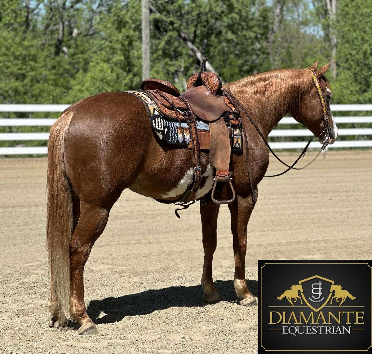 A True Unicorn APHA/AQHA Sorrel Paint Gelding