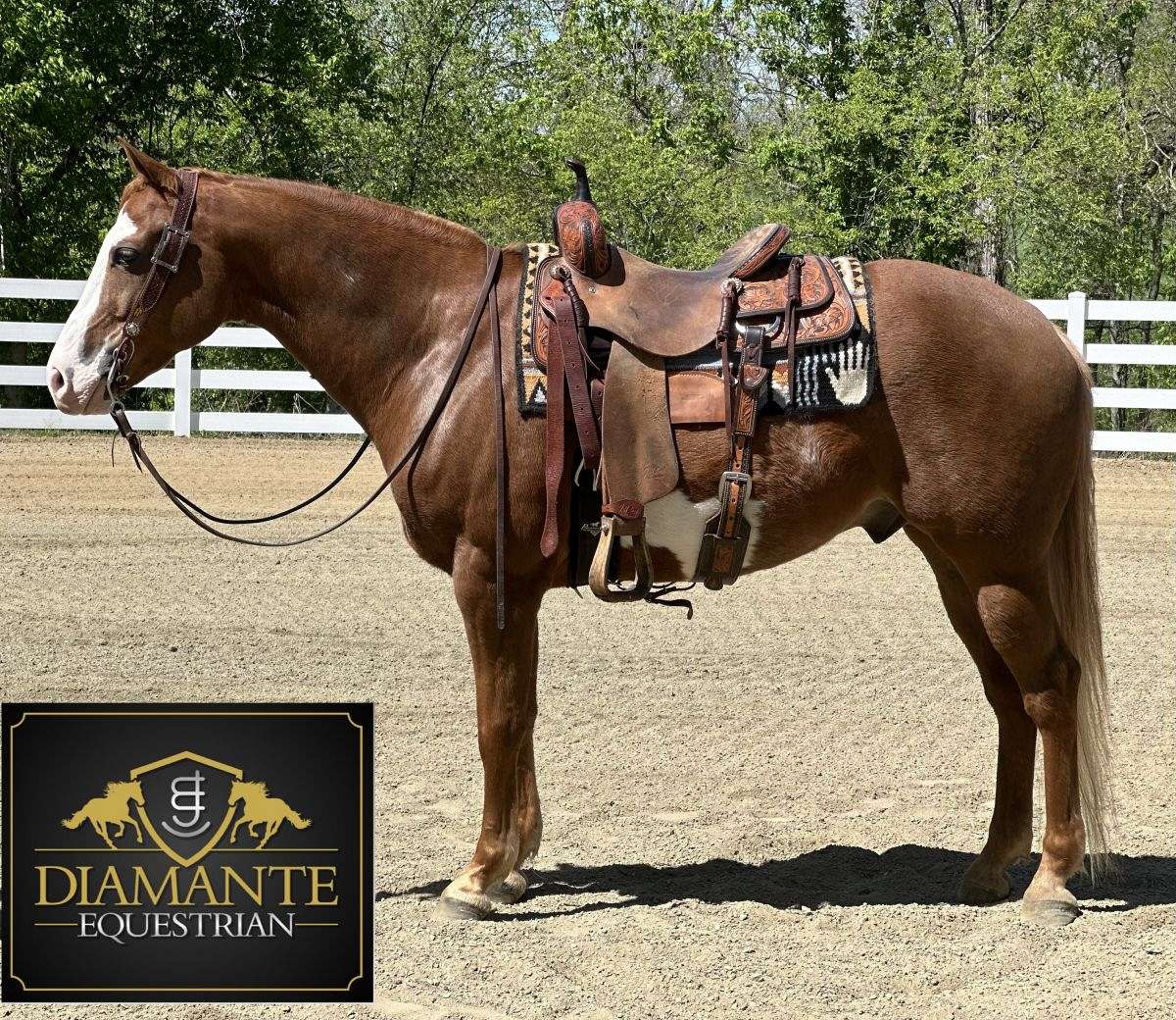 A True Unicorn APHA/AQHA Sorrel Paint Gelding