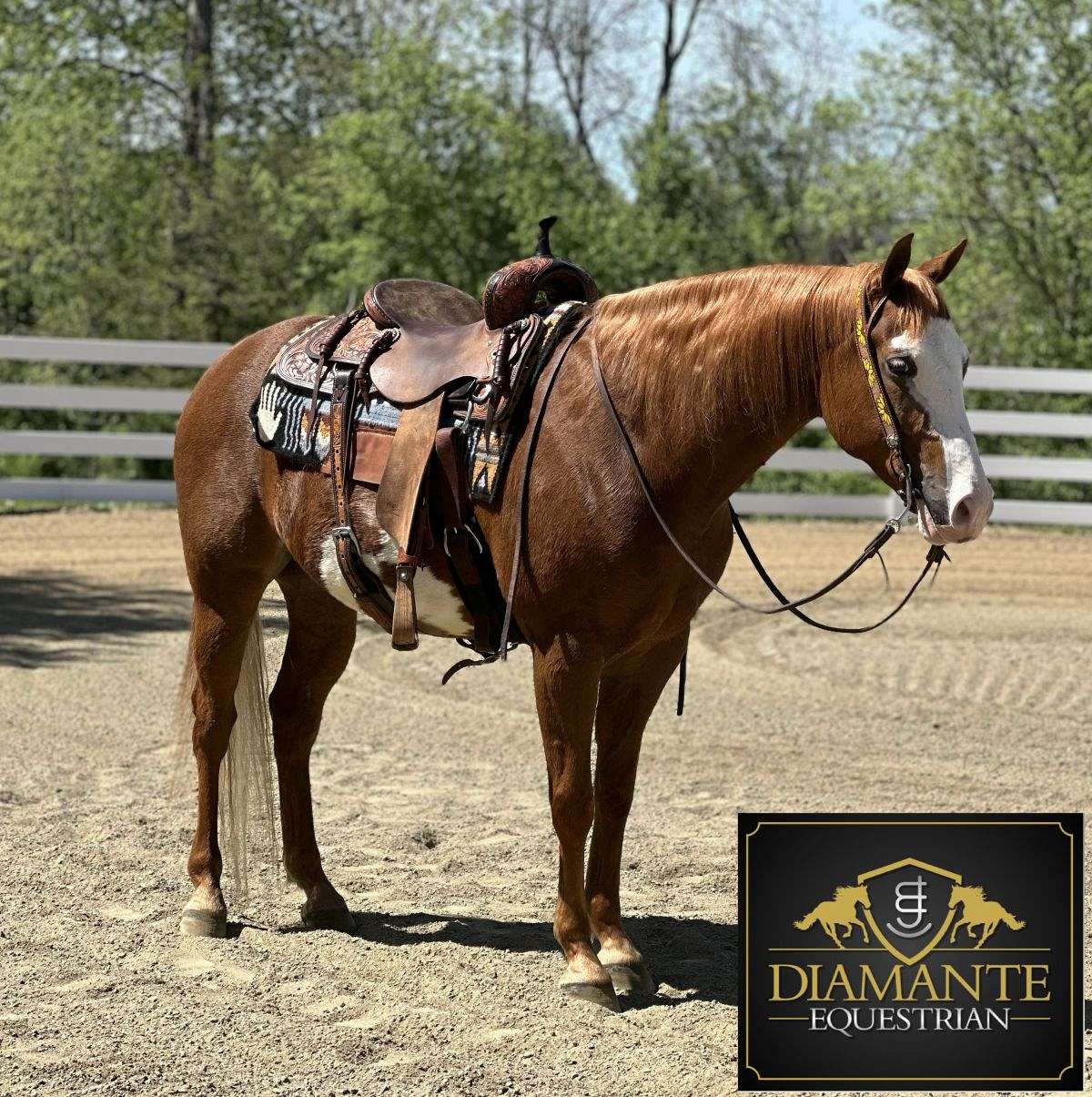 A True Unicorn APHA/AQHA Sorrel Paint Gelding