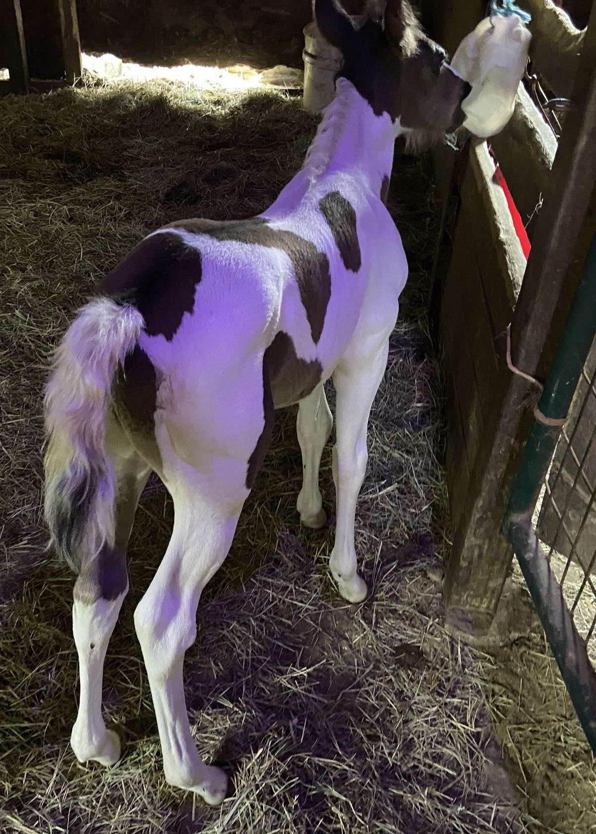 Sale Pending-World Champion Pedigree W/Hall of Fame Black Tobiano Colt