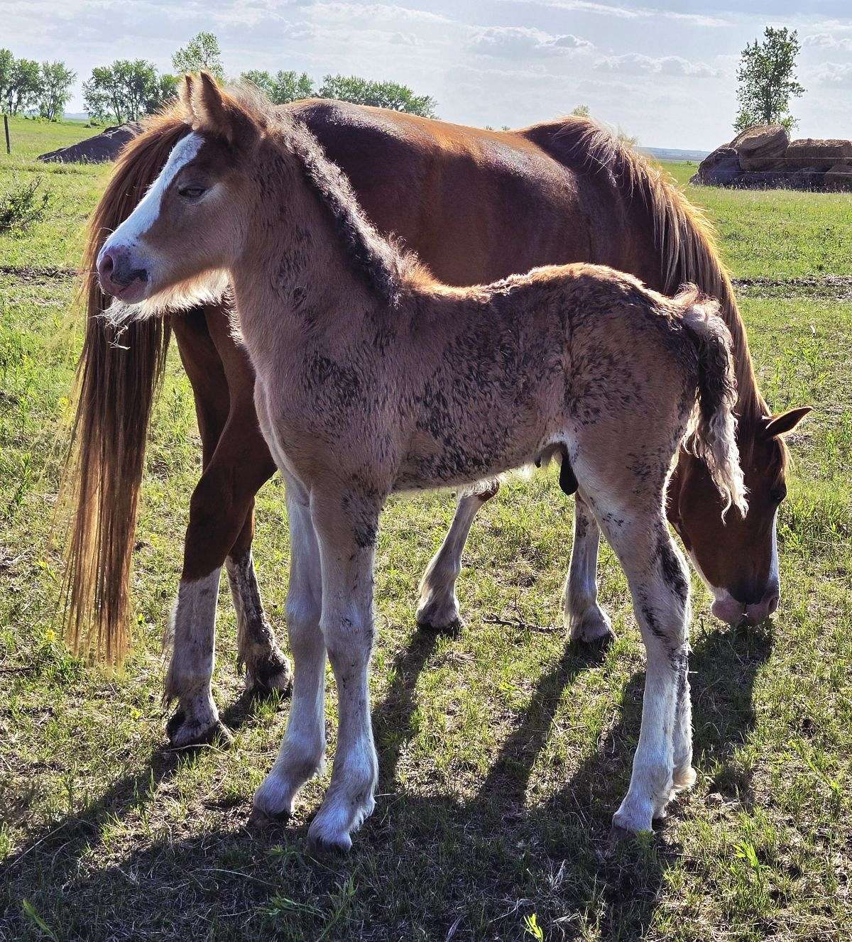 2025 Gypsy Sport Colt
