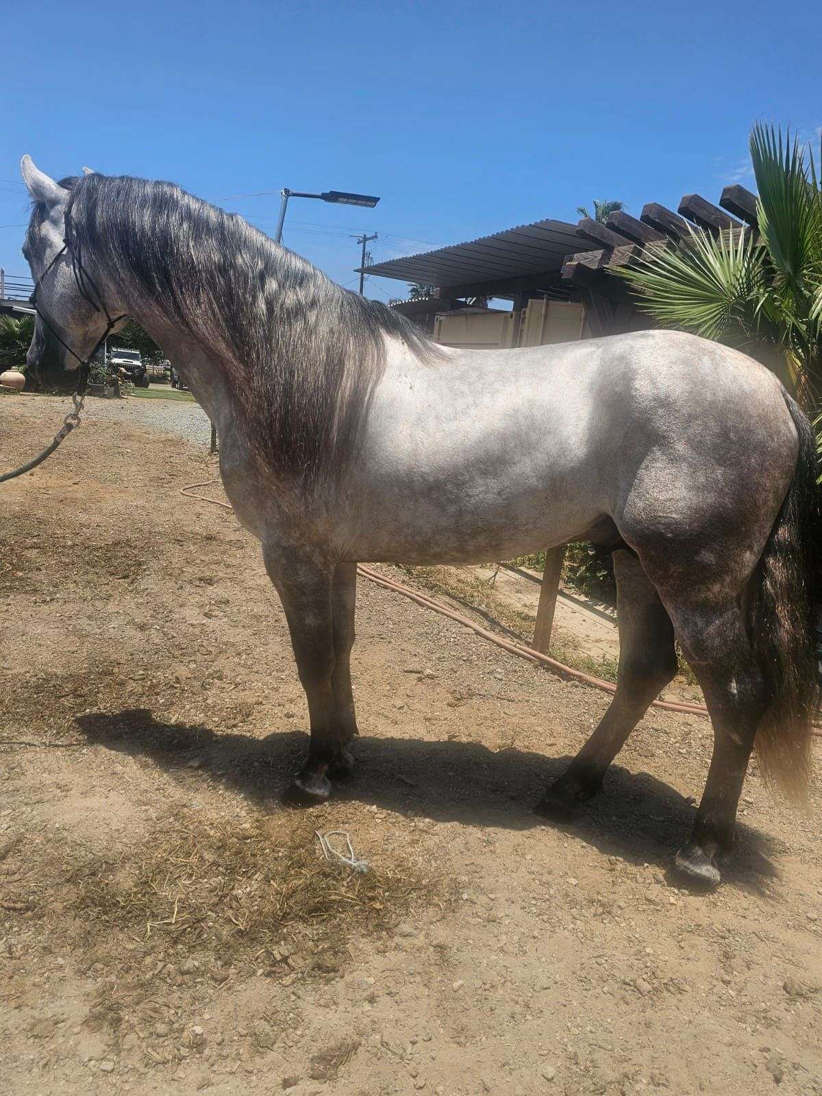 2019 Grey Andalusian Under Saddle San Diego, California