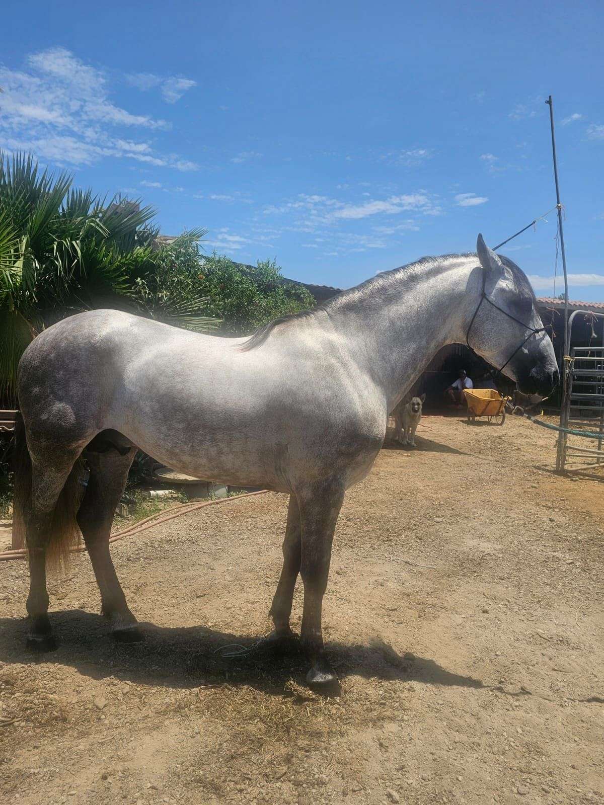 2019 Grey Andalusian Under Saddle San Diego, California