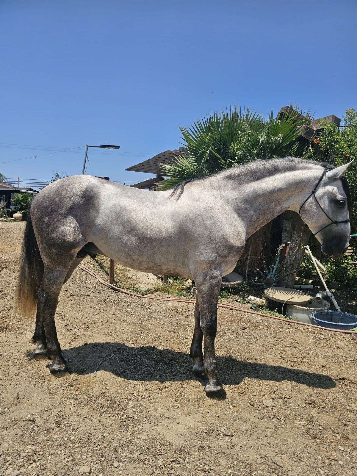 2019 Grey Andalusian Under Saddle San Diego, California