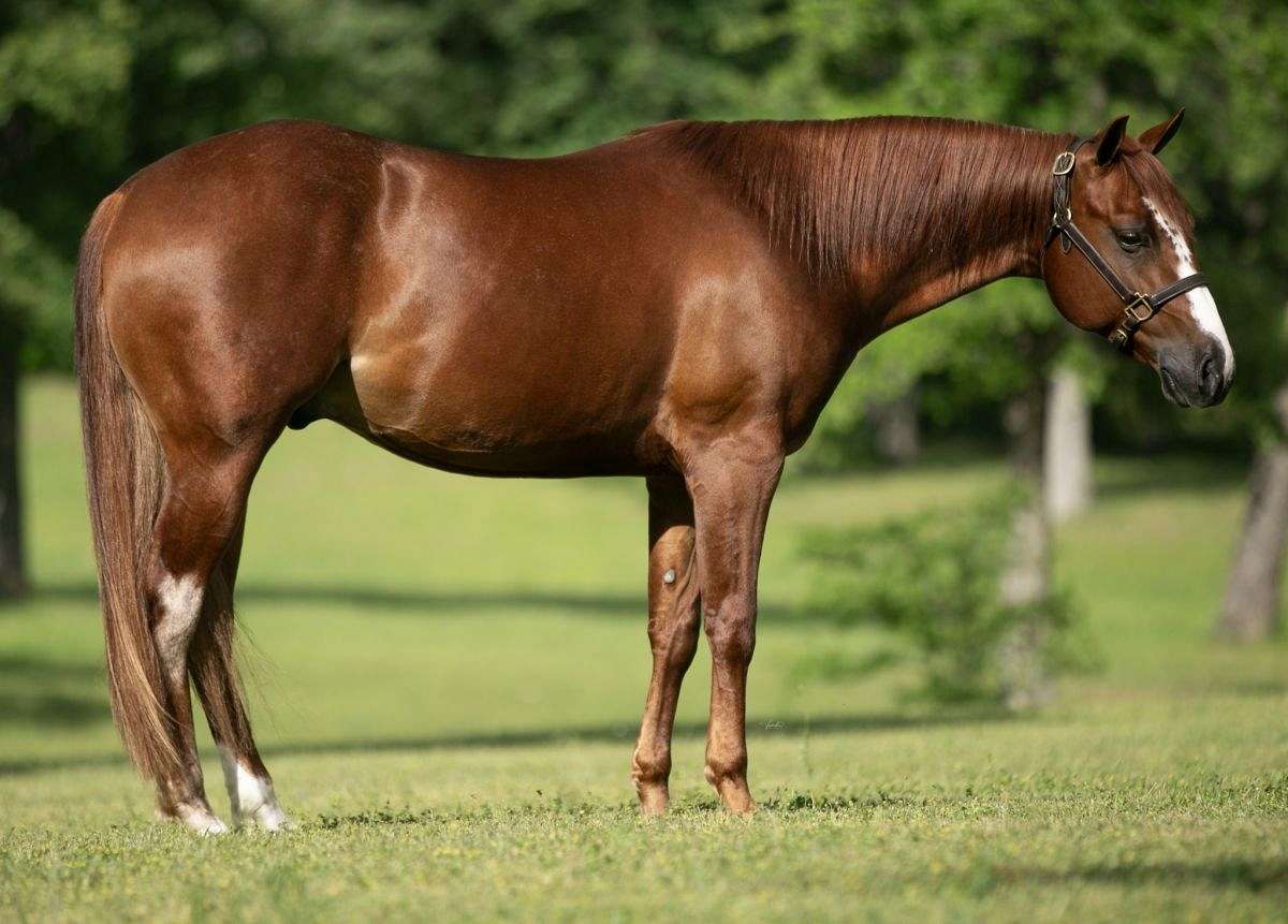 Patches - Wonderful All-Around Ranch Horse 5 yo Sorrel AQHA/APHA Gelding!