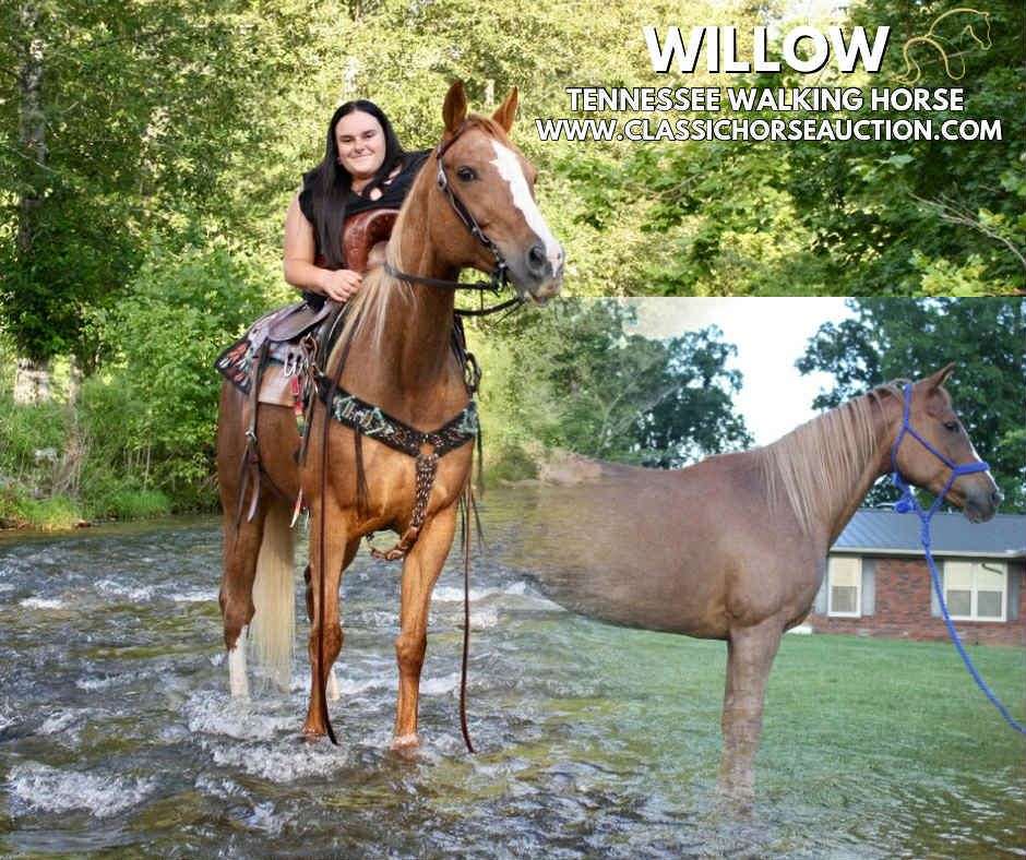 Tennessee Walking Horse Mare All Around Trail Horse