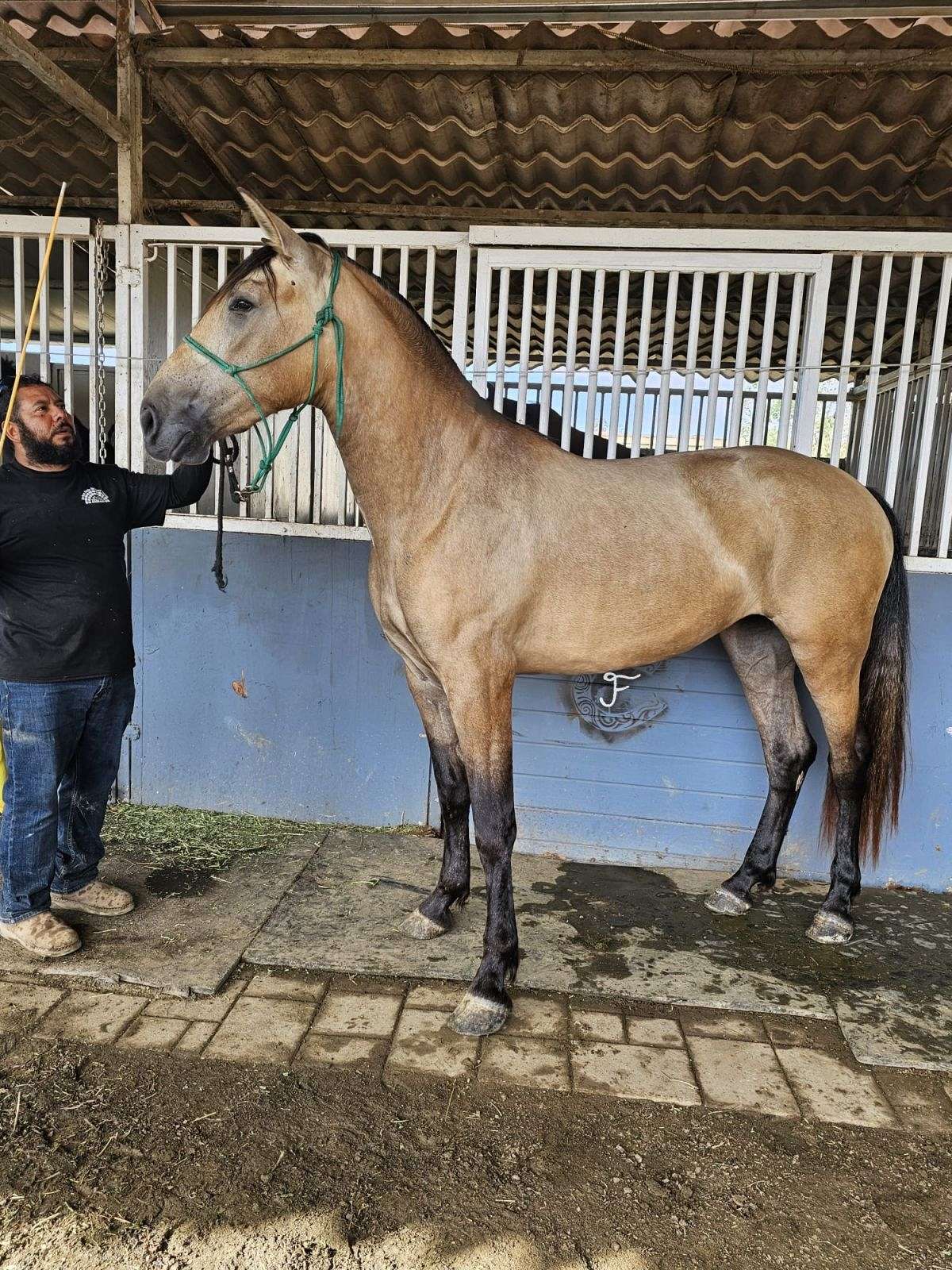 2022 Andalusian Buckskin Mare Ready to Start Ramona, California