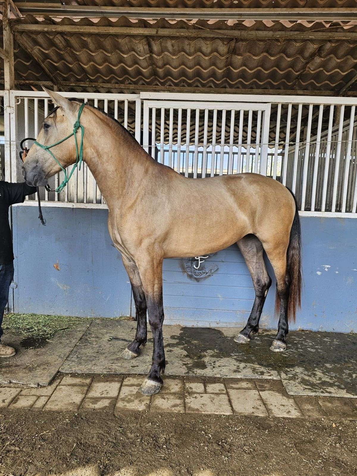 2022 Andalusian Buckskin Mare Ready to Start Ramona, California