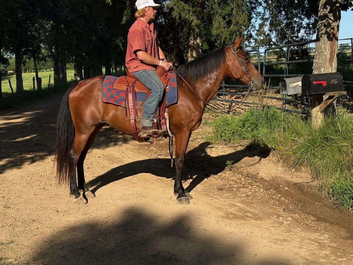 Small Racking Horses Racking Horse Mare Rides and Drives - Tn's Mystic