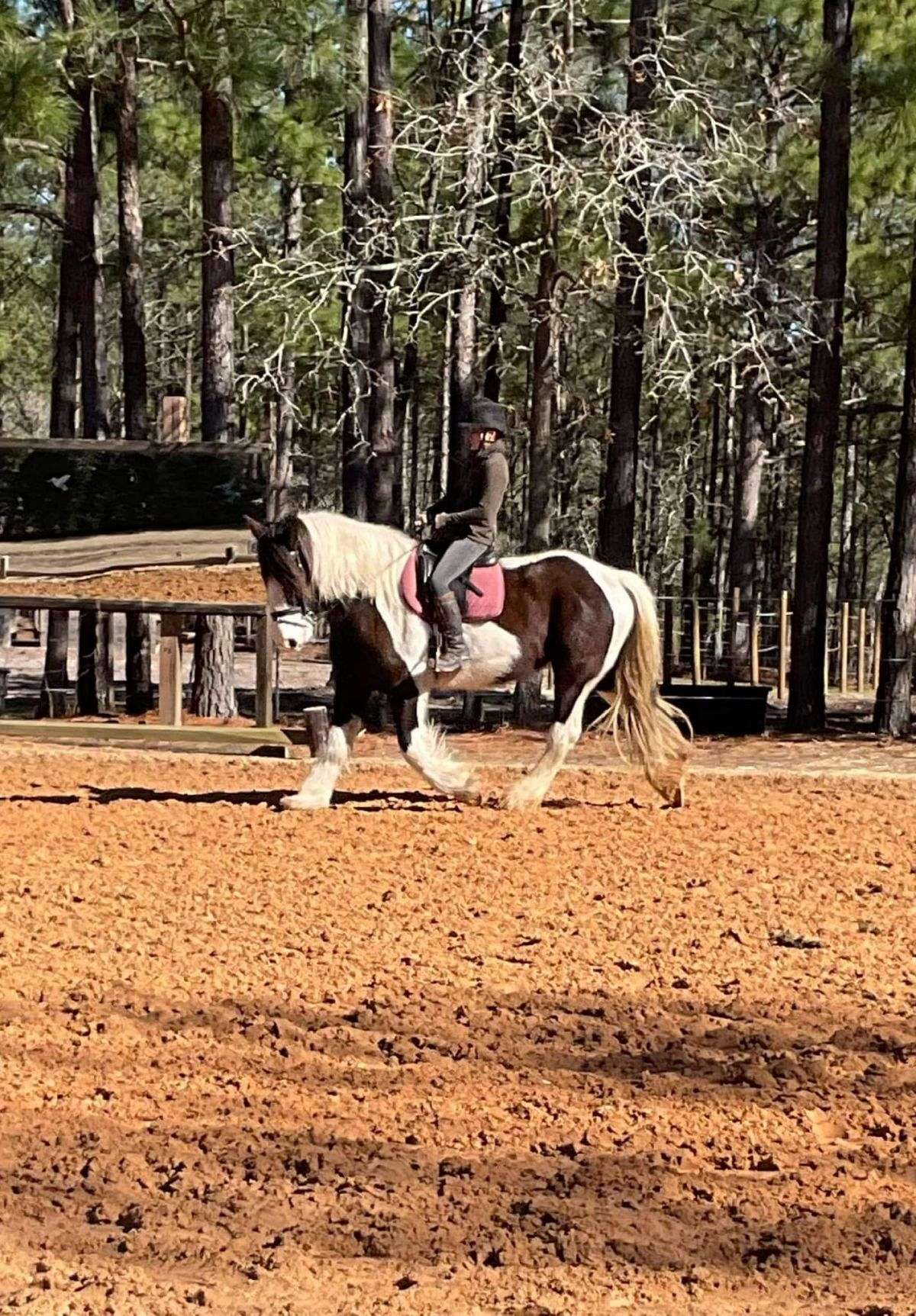 Prim is As Sweet As She is Striking—Friendly, Trained, and Ready for a Home