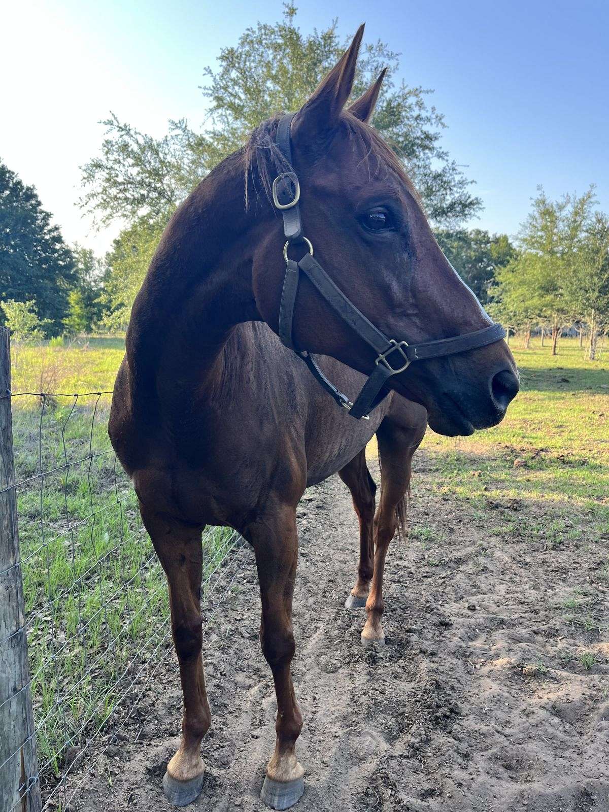 Lady* 13 Year Old Mare