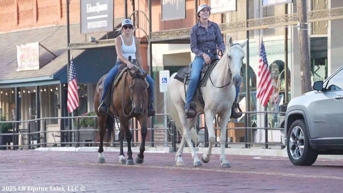 Smooth Registered Walking Gelding