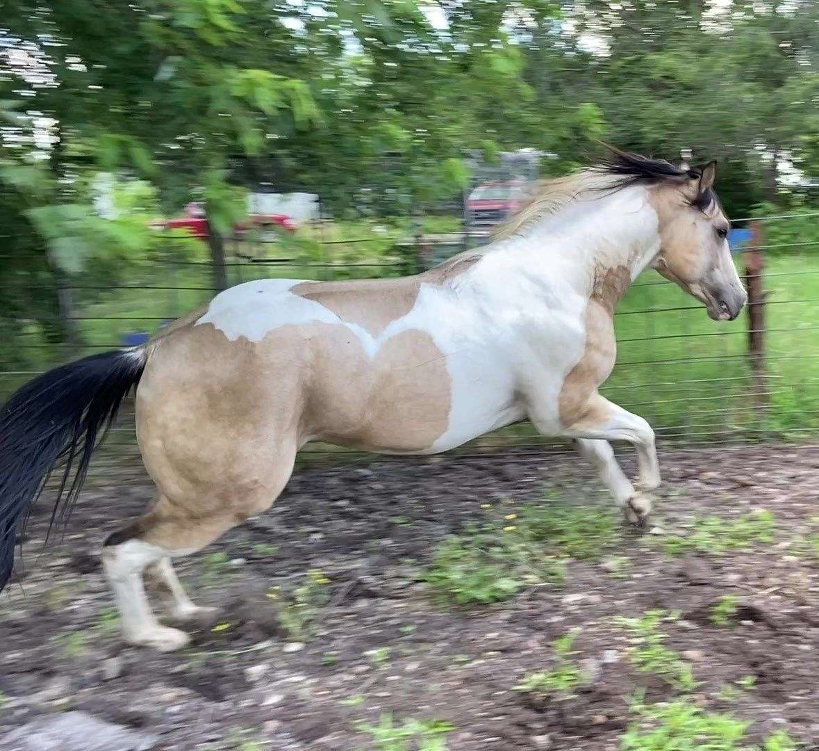 Sale Pending-One You Really Need and He is Ready to Go to the Trainers.