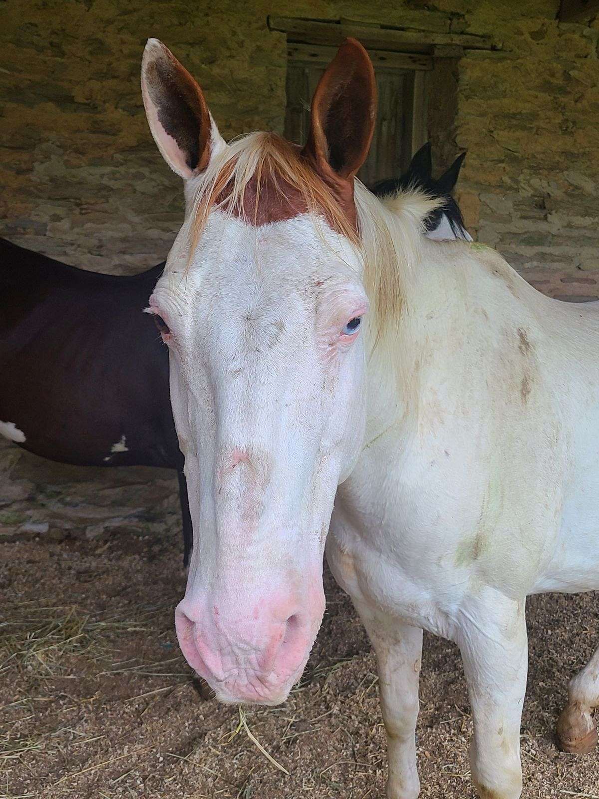 Medicine Hat Gelding