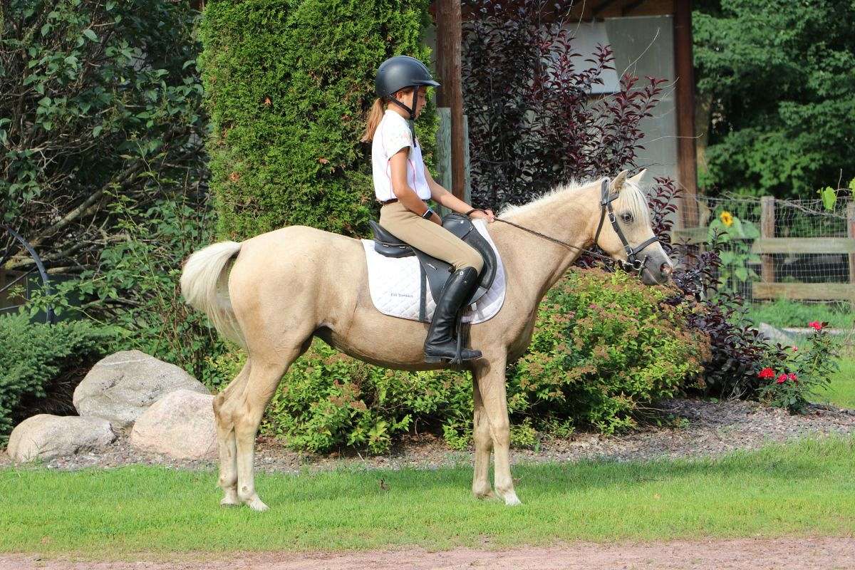 Palomino Welsh B Saddle Mare, 13 Hands Jumper!