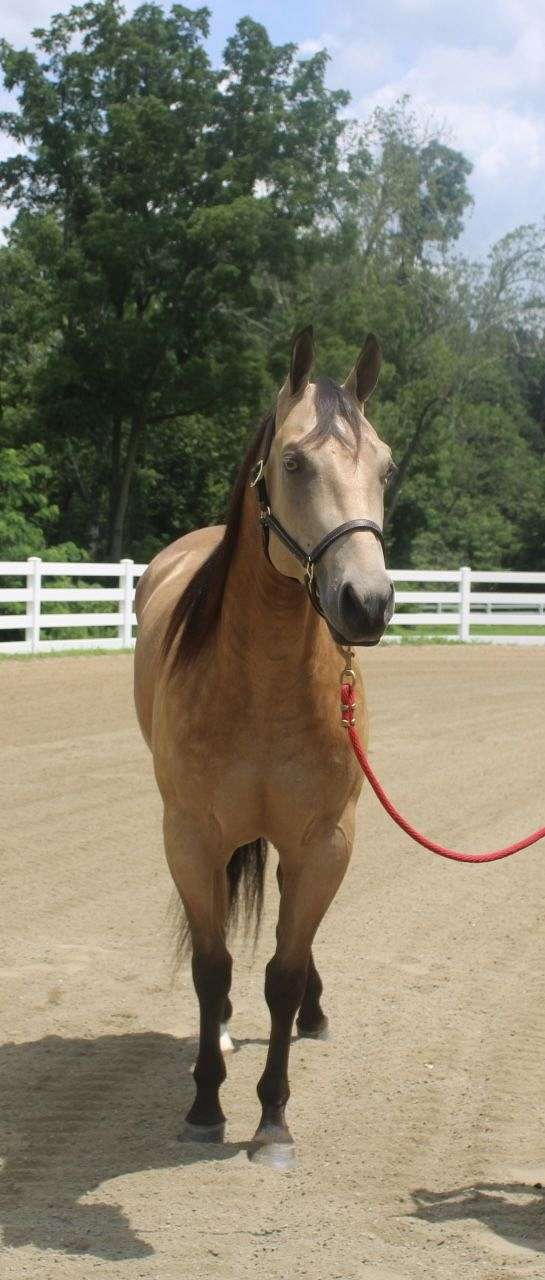 New! Buckle Plain Square, English Horse