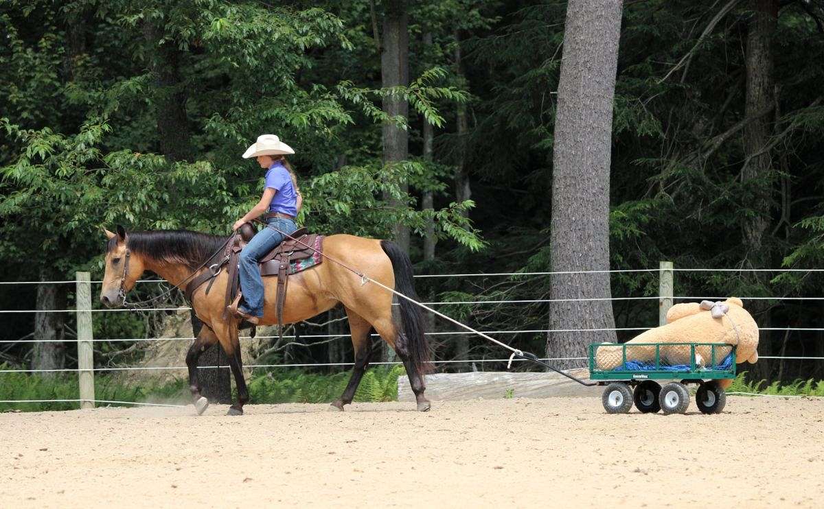 Rooster - Safe, Seasoned, & Stunning 9 yo Buckskin Quarter Horse Gelding!