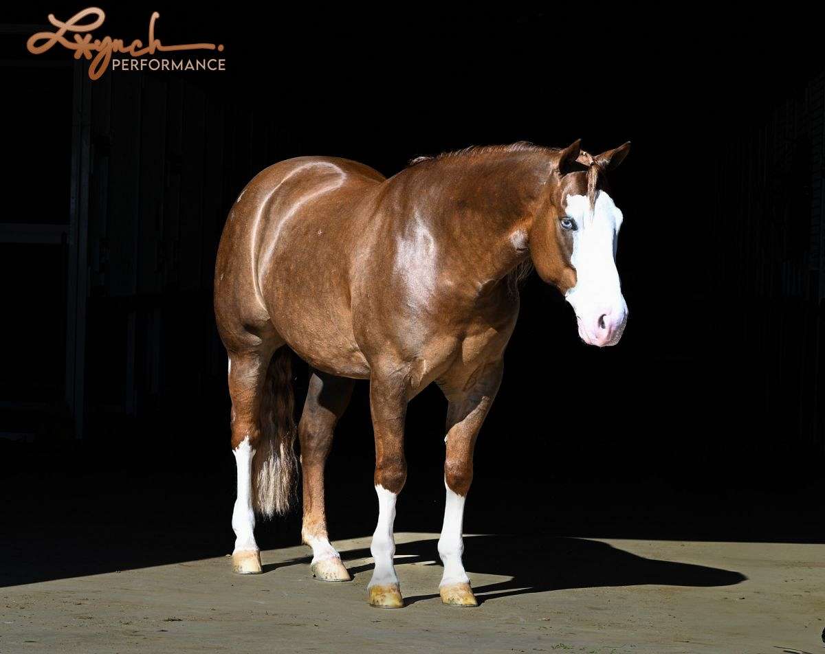 Jigsaw - Jaw Dropping Stunning 6 Yr Old Sorrel AQHA APHA Gelding.