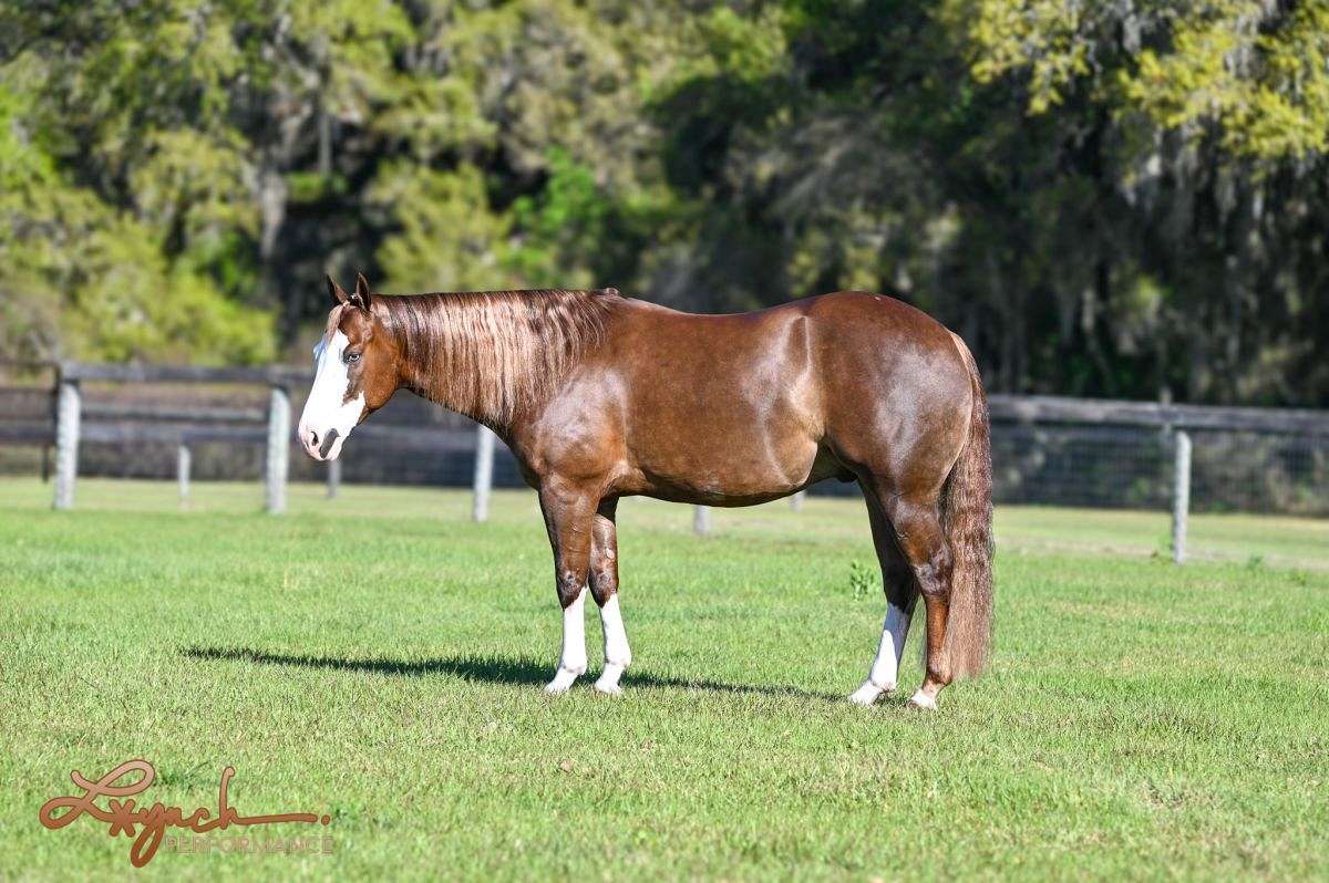 Jigsaw - Jaw Dropping Stunning 6 Yr Old Sorrel AQHA APHA Gelding.
