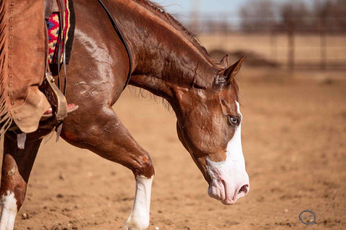 Jigsaw - Jaw Dropping Stunning 6 Yr Old Sorrel AQHA APHA Gelding.