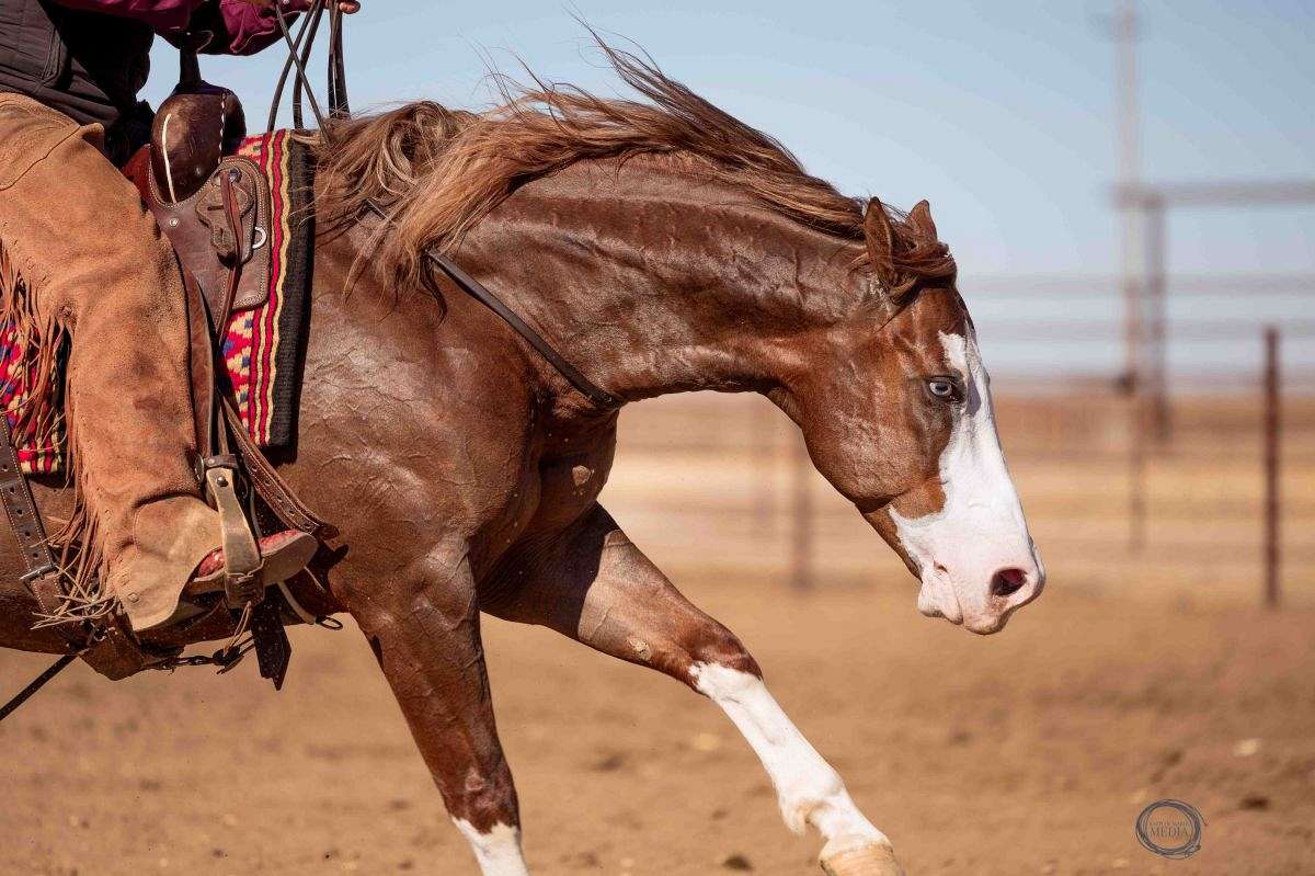 Jigsaw - Jaw Dropping Stunning 6 Yr Old Sorrel AQHA APHA Gelding.