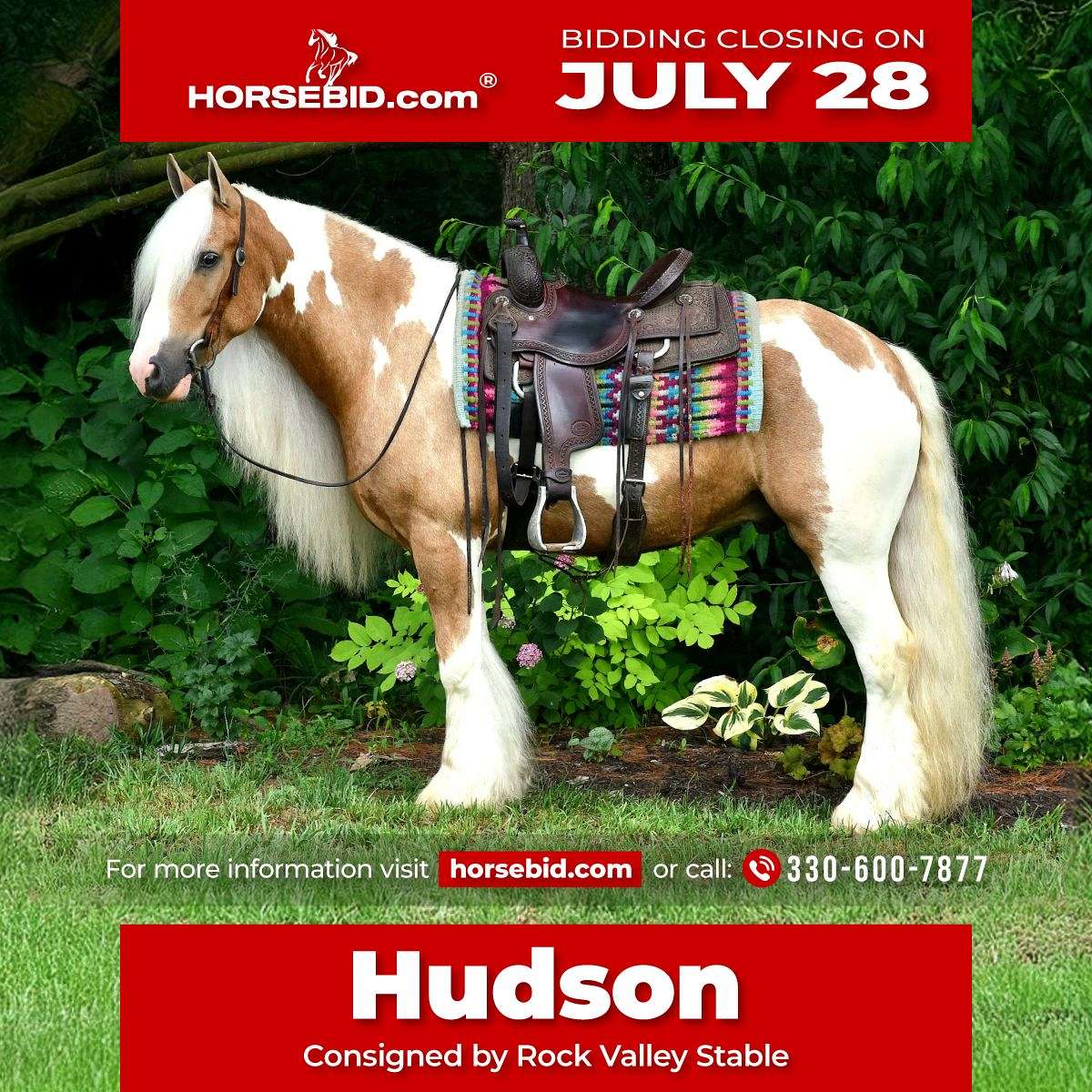 Hudson - Drop Dead Gorgeous 6 Yr Old Palomino Paint Gypsy Vanner