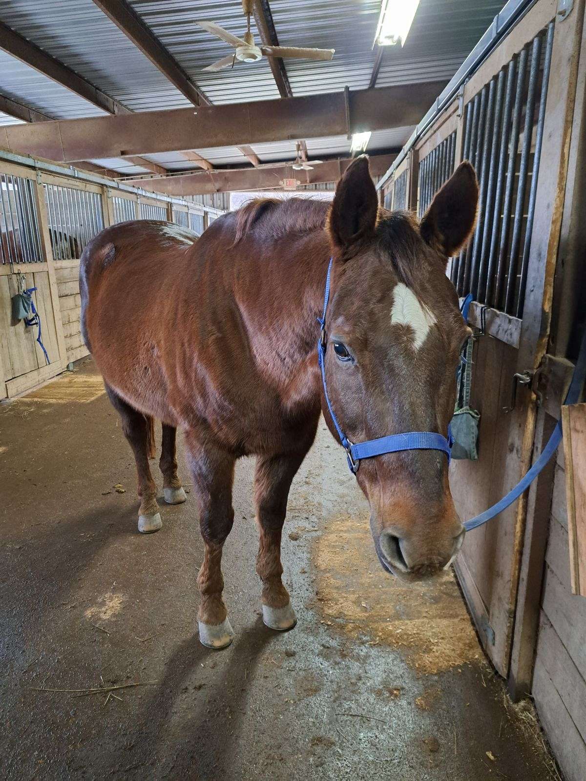 Appendix Pony Amazing Family Horse for Sale