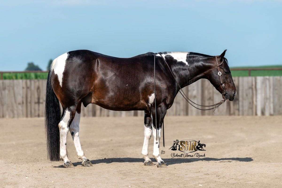 Bandit - Finished Cutting Horse 5 Yr Old Black Tobiano APHA Gelding!