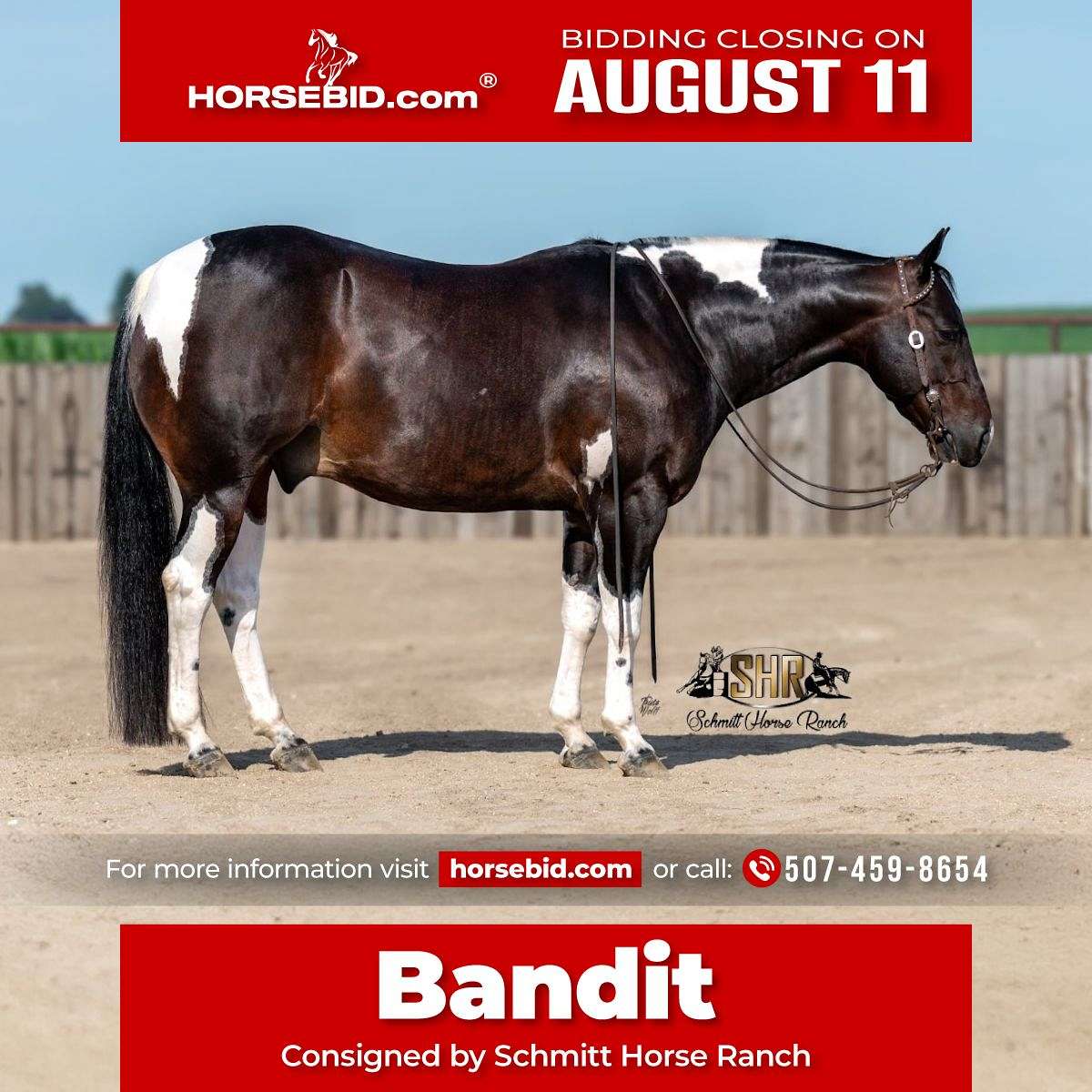 Bandit - Finished Cutting Horse 5 Yr Old Black Tobiano APHA Gelding!