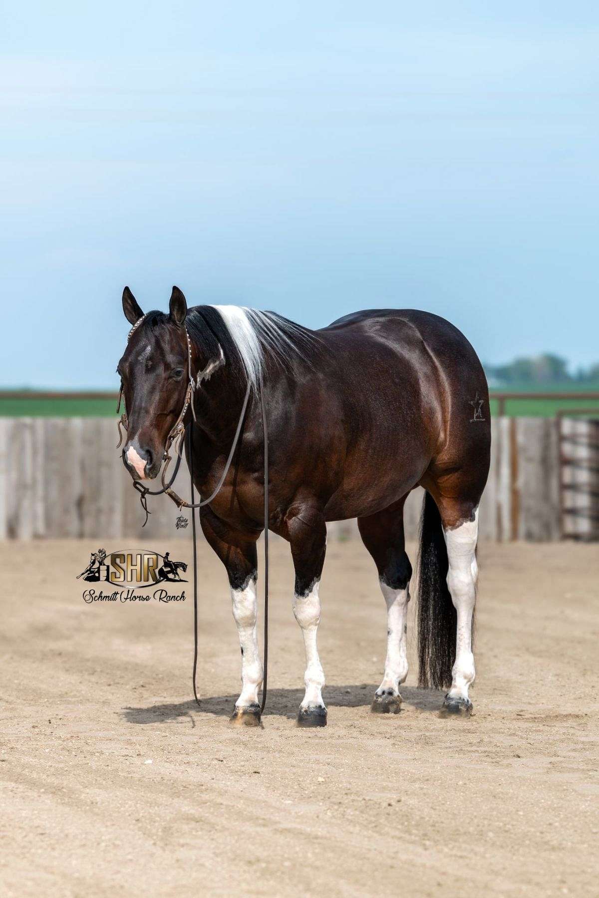 美品　BUFFALO BOBS BANDIT-HORSE　 BLACK Bandit - Finished Cutting Horse 5 Yr Old Black Tobiano APHA Gelding!