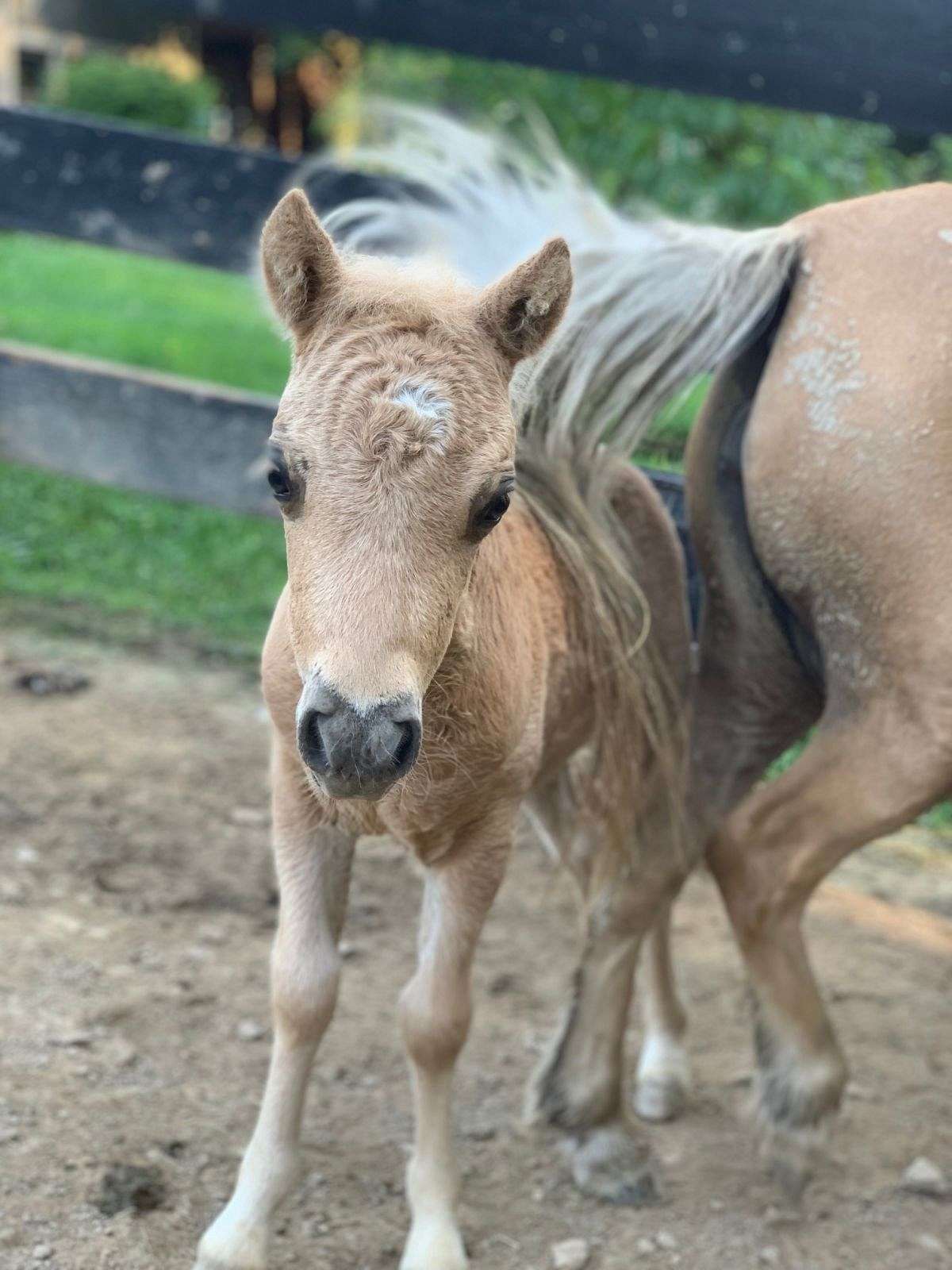 Mini Filly A/R Double Registered Palomino Filly!