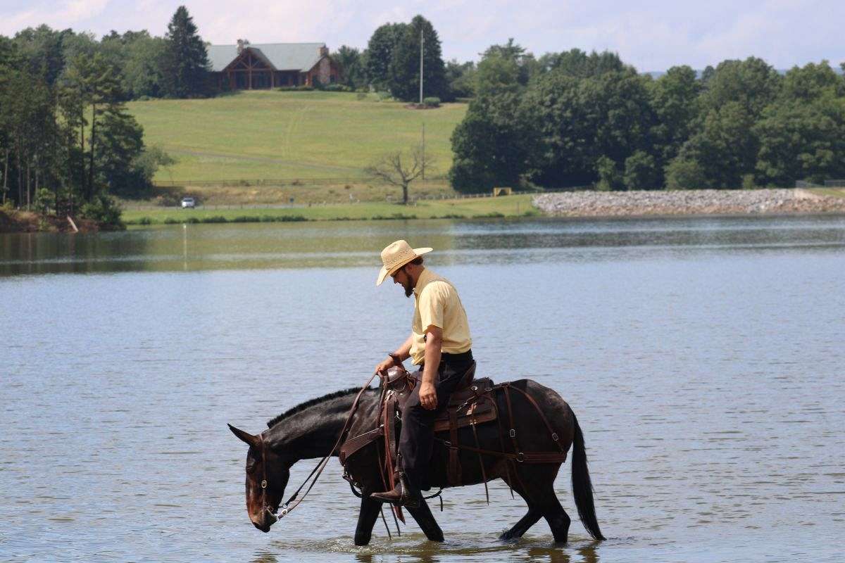Cool, Quiet, and Gentle 4 Yr Old Bay Mule Gelding!