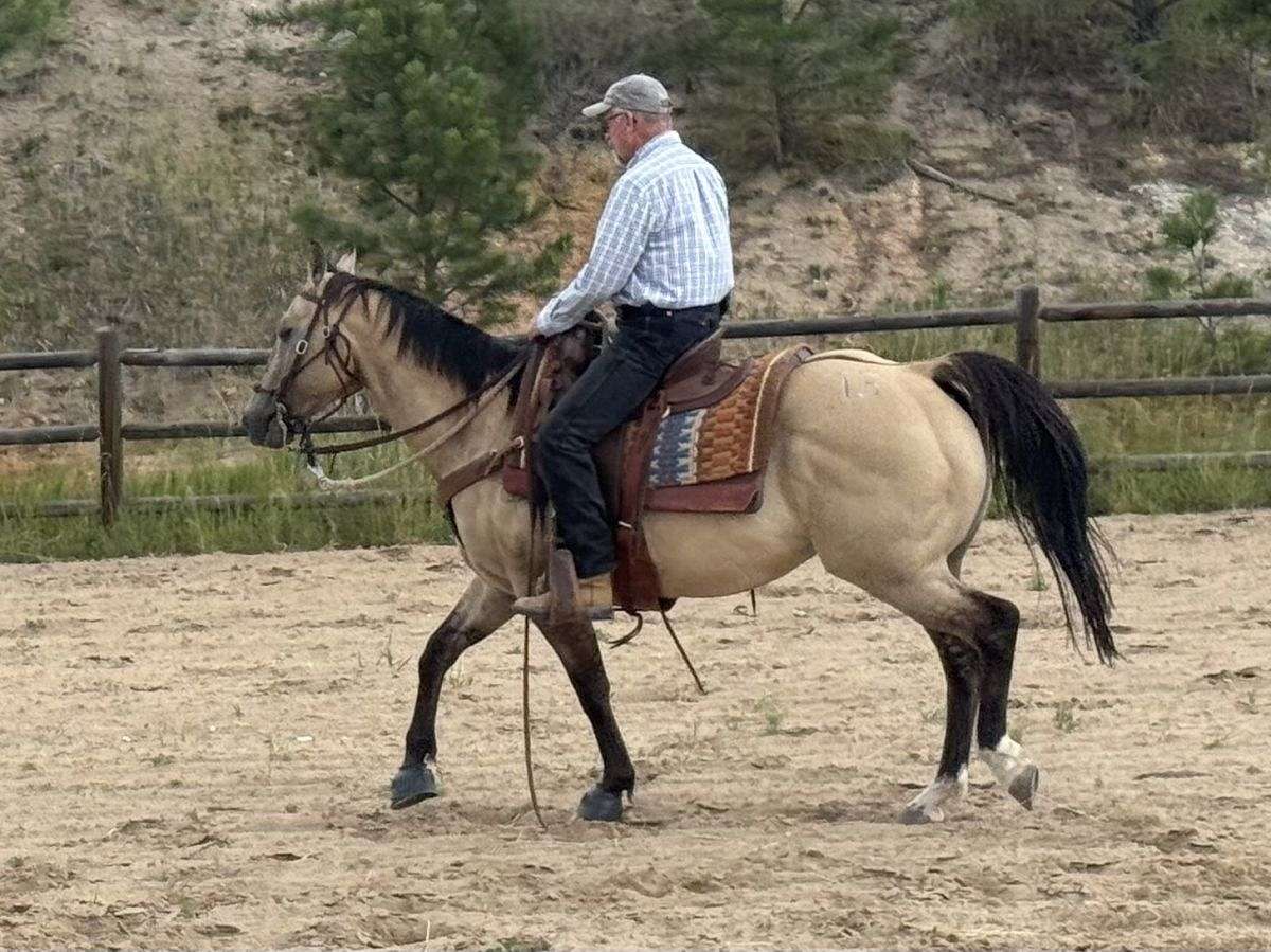 Quartered Rodeo 14 Year Old Quarter Horse; Rodeo, Trails, Ranch